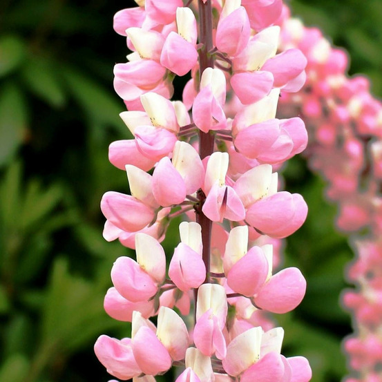 Lupin minarette lot de 9 godets