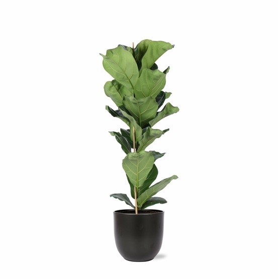 Ficus lyrata et son pot noir - hauteur 90cm