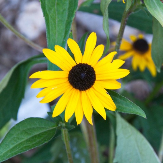 Rudbeckie 'early bird gold' godet de 8/9 cm