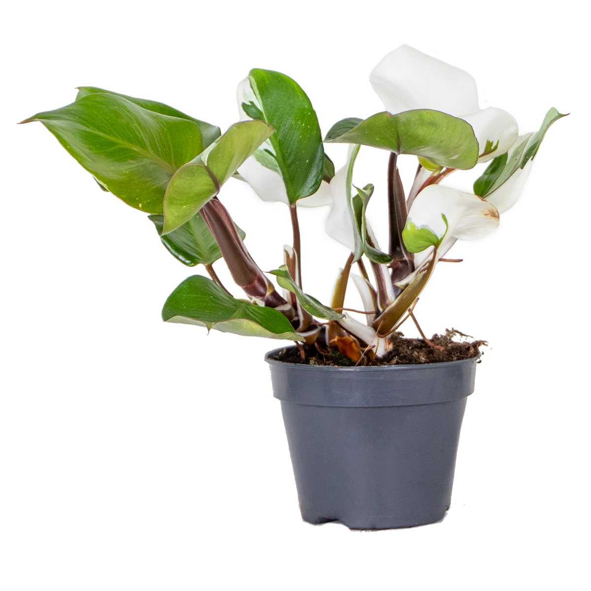 Philodendron 'chevalier blanc' - arum par pièce - plante d'intérieur ⌀15 - ↕45 cm