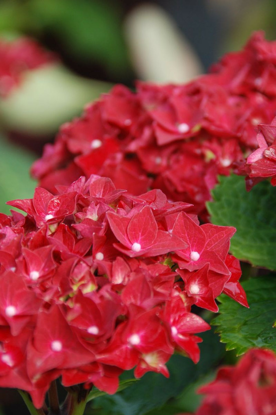 Hortensia macrophylla 'firewings' ? - en pot de 5 litres