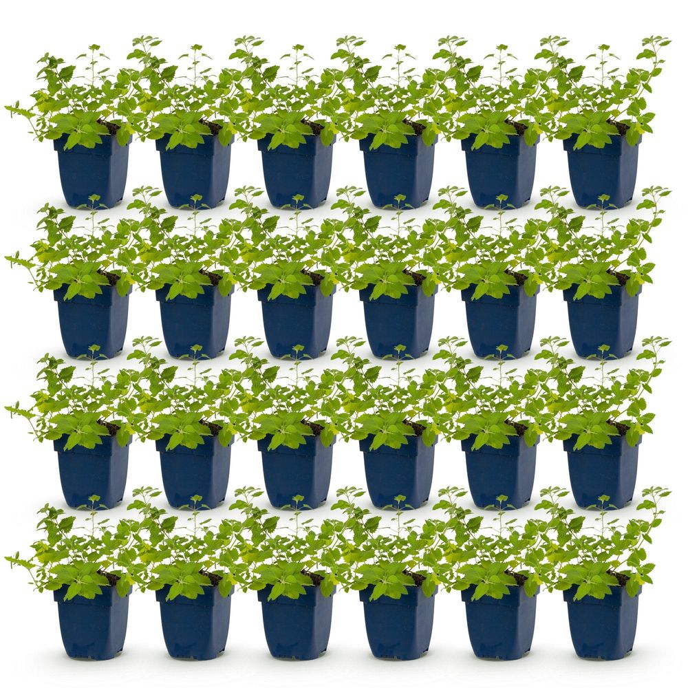 Népéta - lot de 24 - pot 11 cm - hauteur 25 cm - plante d'extérieur