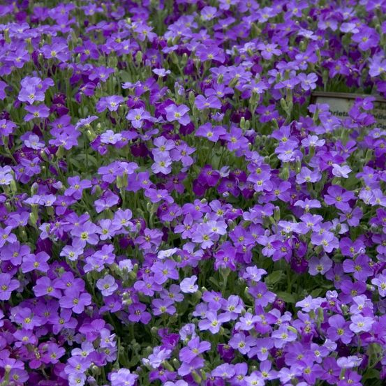 Graines d'aubriete roi des bleus - vilmorin sachet