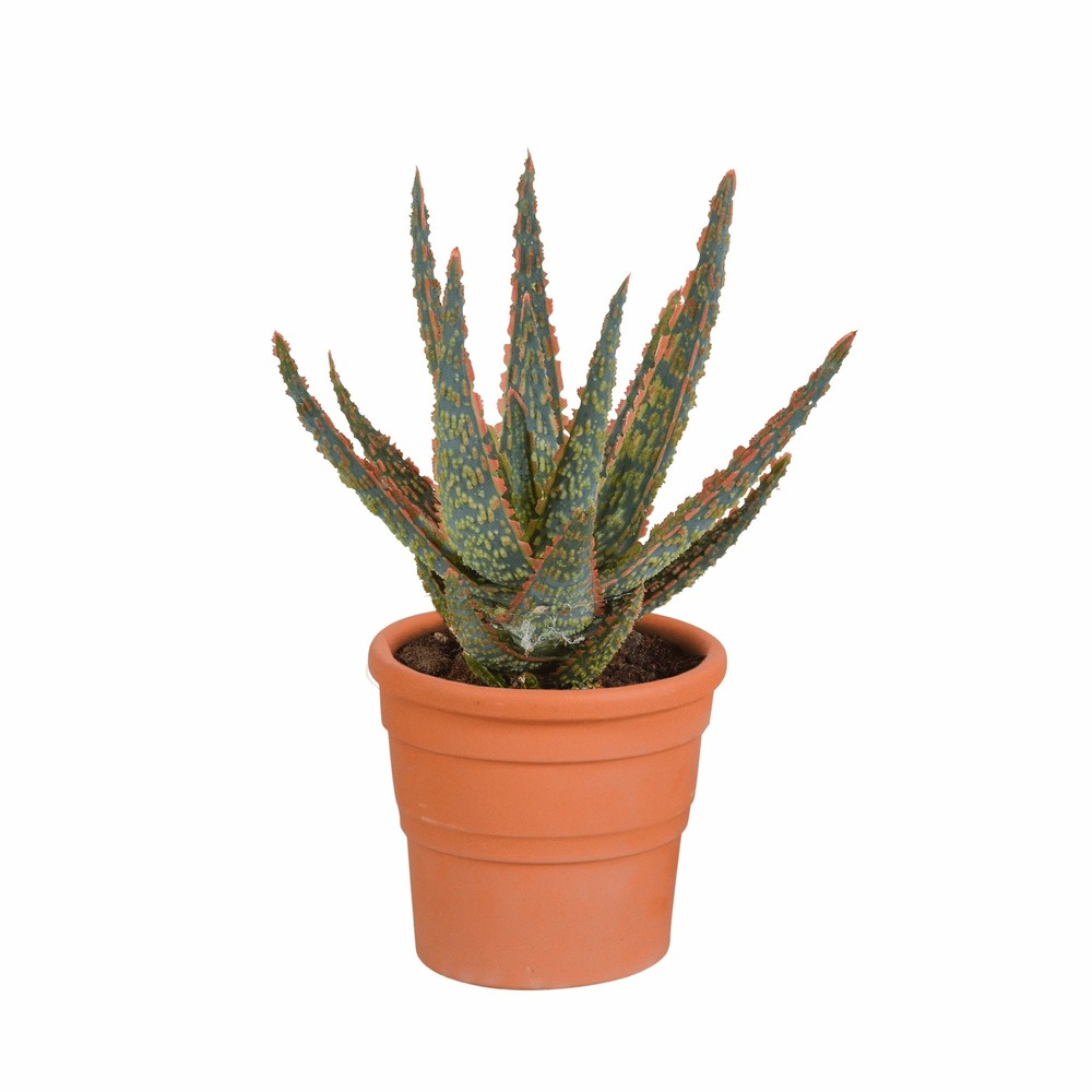 Aloe zebrina