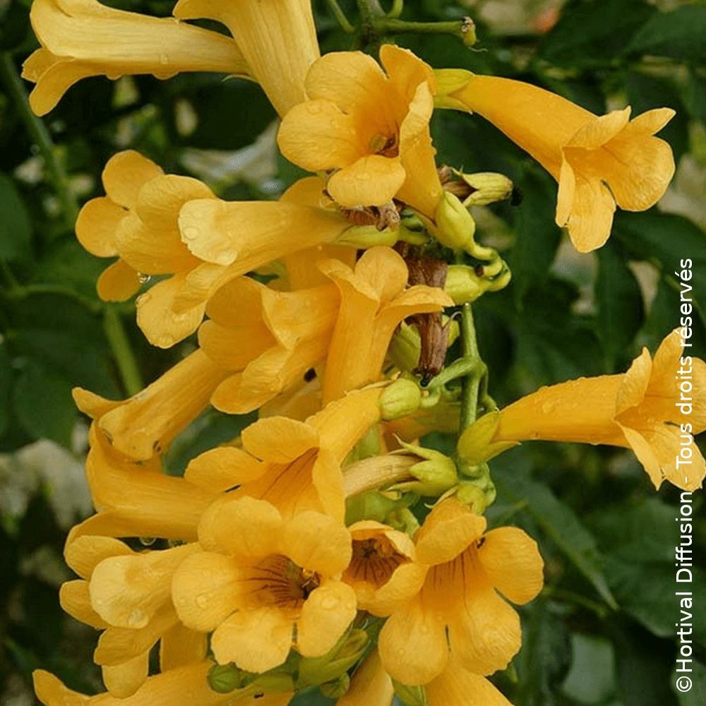 Bignone golden trumpet® 'mincamja3' pot de 1l - 10/60 cm