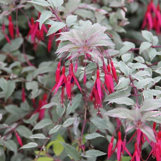 Fuchsia de magellan 'diversicolor' godet de 7/8 cm