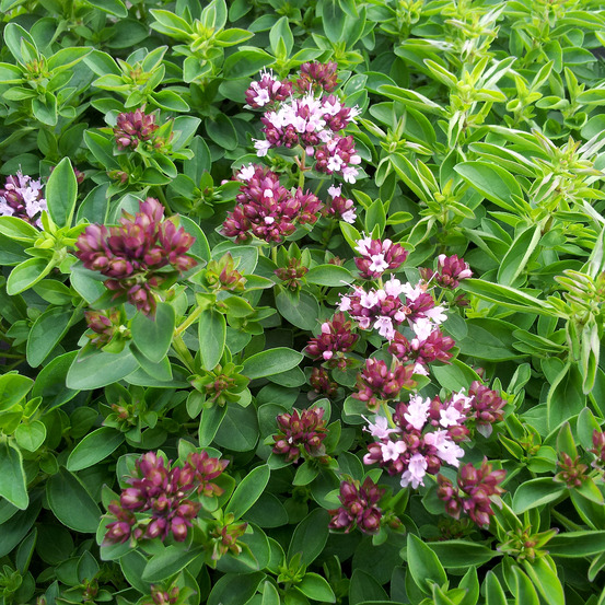 Lot de 3 - origanum vulgare compactum - marjolaine ornementale - hauteur 10-20 cm - pot 9x9 cm