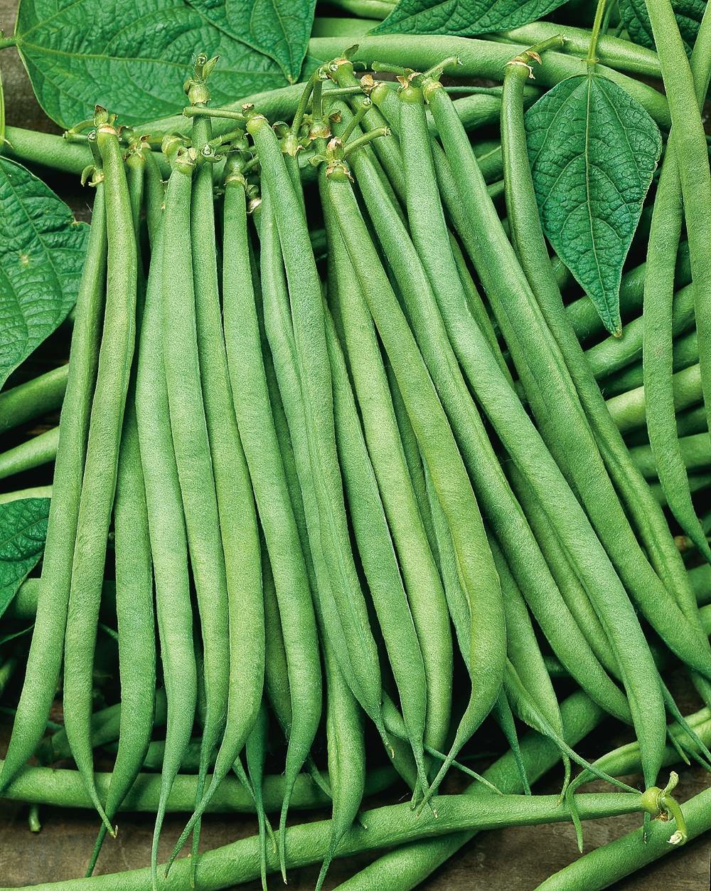 Haricot fin de bagnols - 150 g