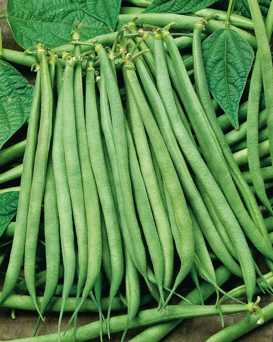 Haricot fin de bagnols - 150 g