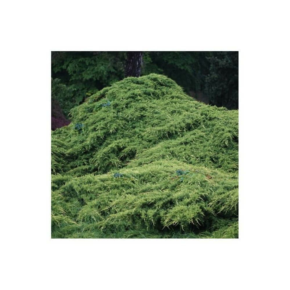 Genévrier 'pfitzeriana' (juniperus pfitzeriana) - godet 9cm