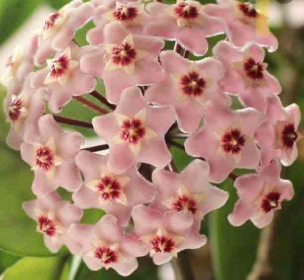 Hoya carnosa (fleurs rose) (fleur de porcelaine, fleur de cire)  - taille pot de 2 litres - 20/40 cm