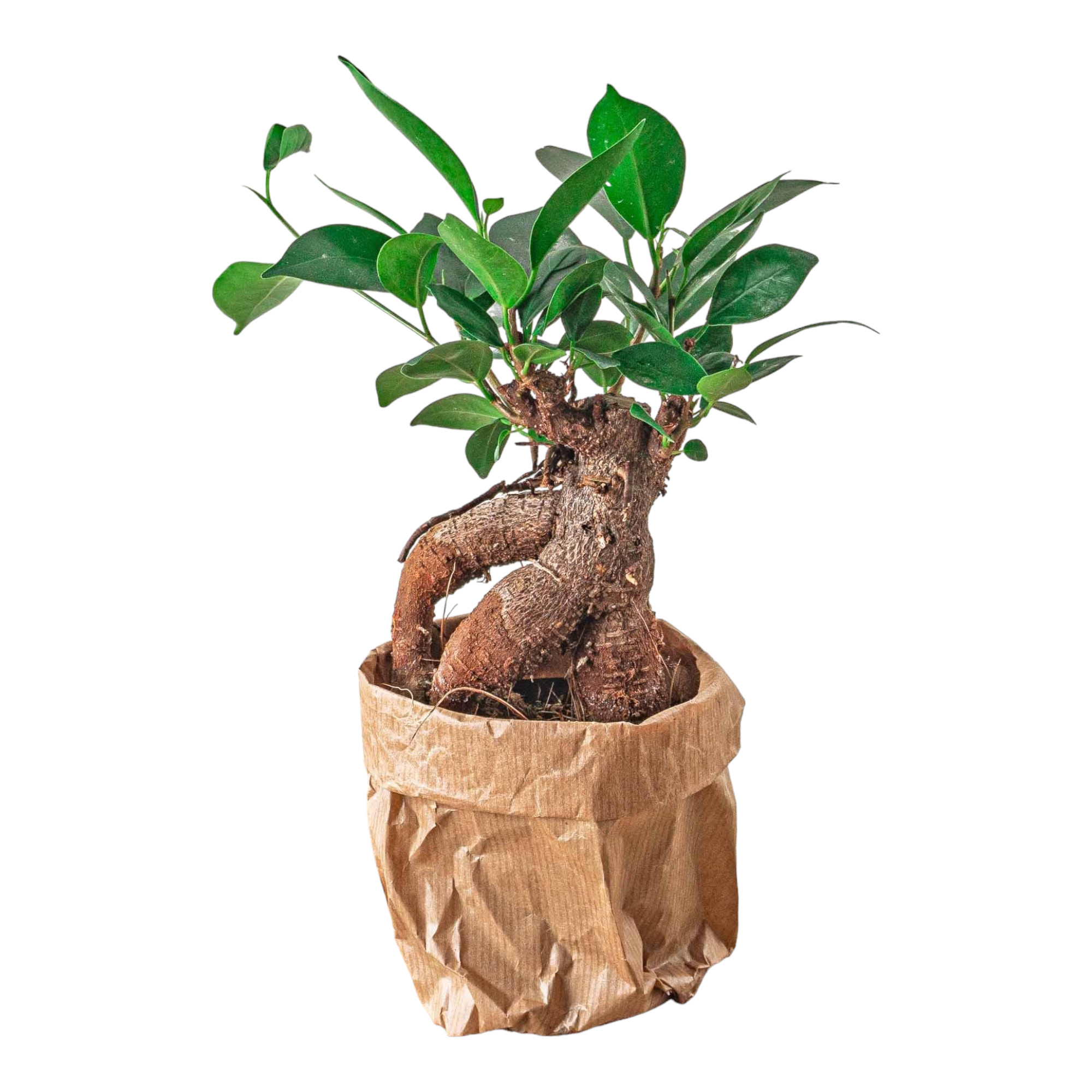 Plante d'intérieur - ficus microcarpa ginseng bonsai pour terrarium 16cm