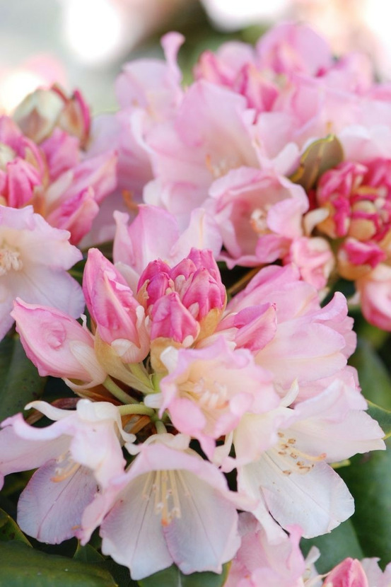 Rhododendron 'golden torch' - en pot de 4 litres