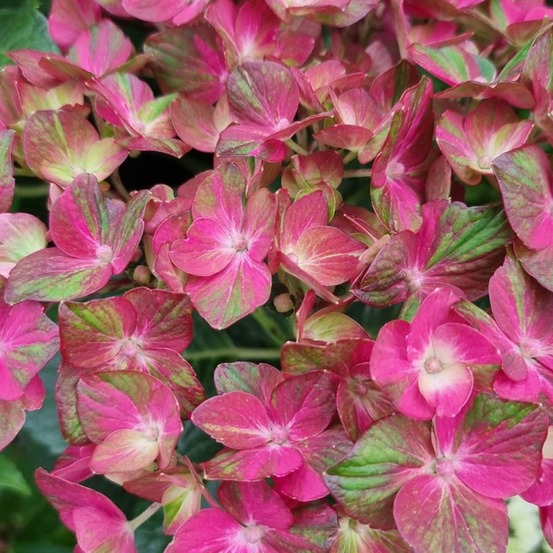 Hortensia macrophylla chocolate ever belles® 'hokomachoko' pot de 1,5l - 20/40 cm