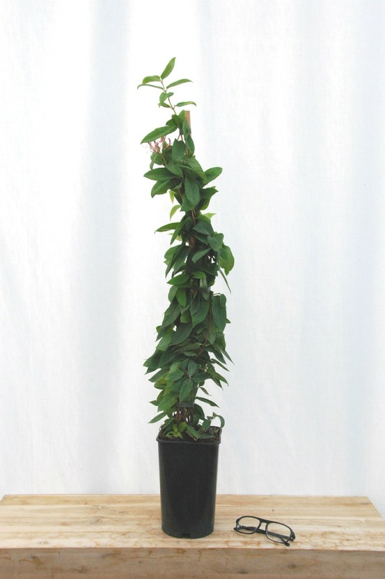 Chèvrefeuille de henry - en pot de 3 litres