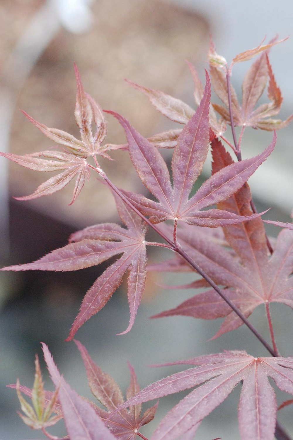 Erable du japon 'fujinami' - en pot de 2 litres