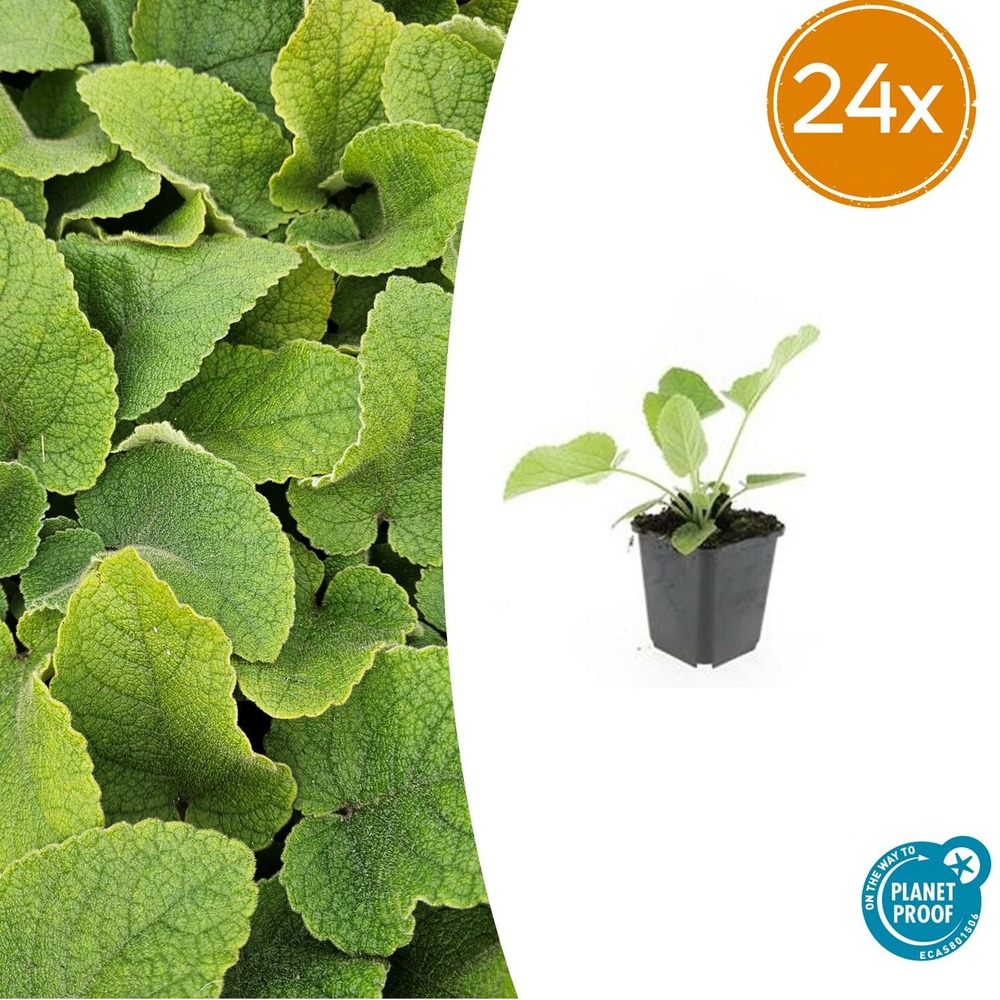 Lot de 24 - phlomis russeliana - h10-25 cm