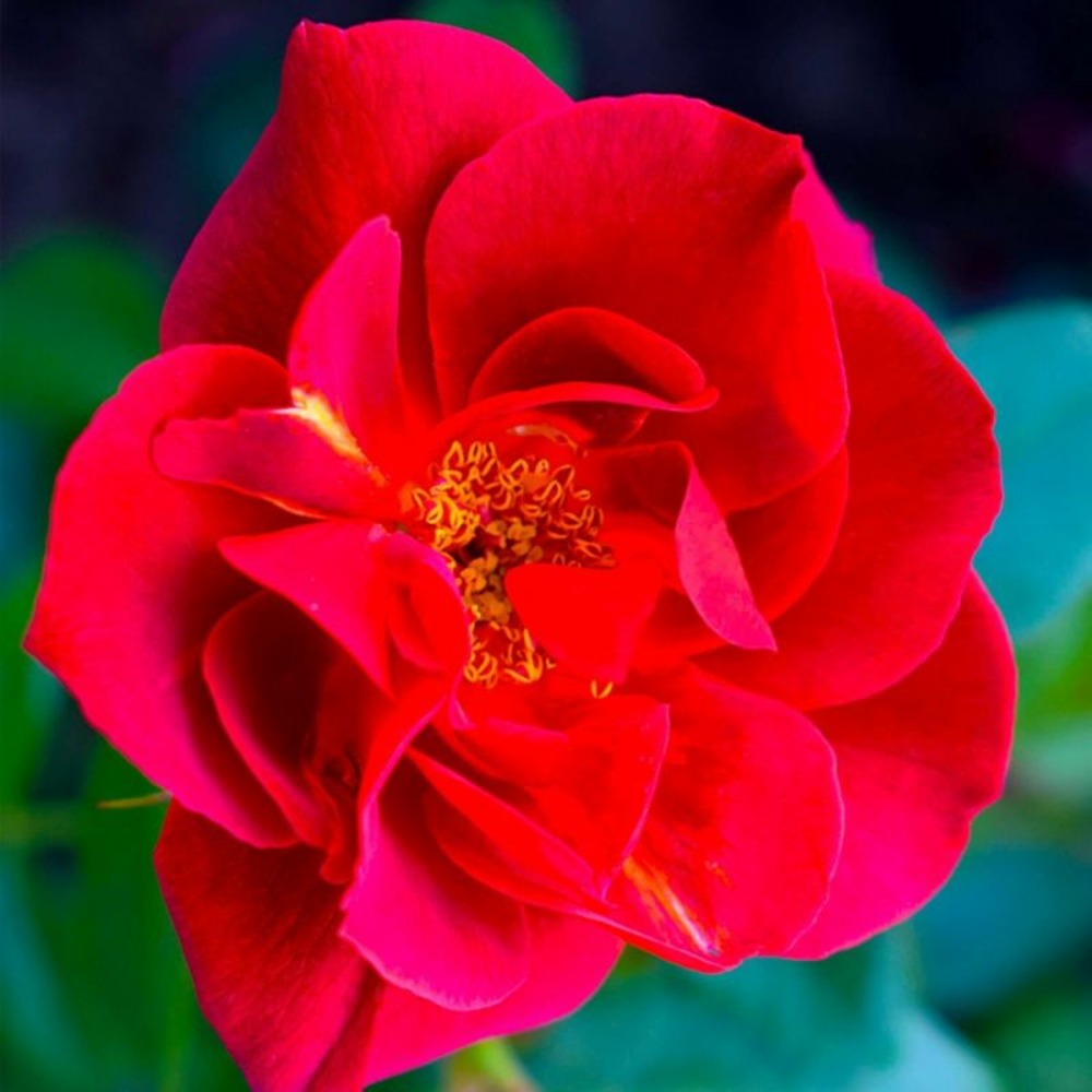 Rosier 'Hot Cocoa'…