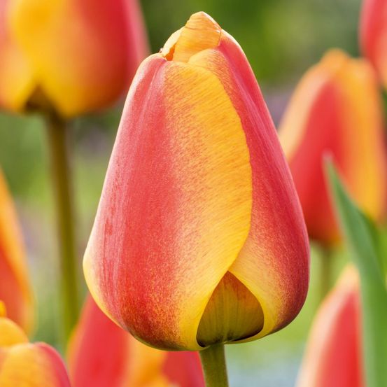 Tulipe apeldoorn elite - 8 bulbes
