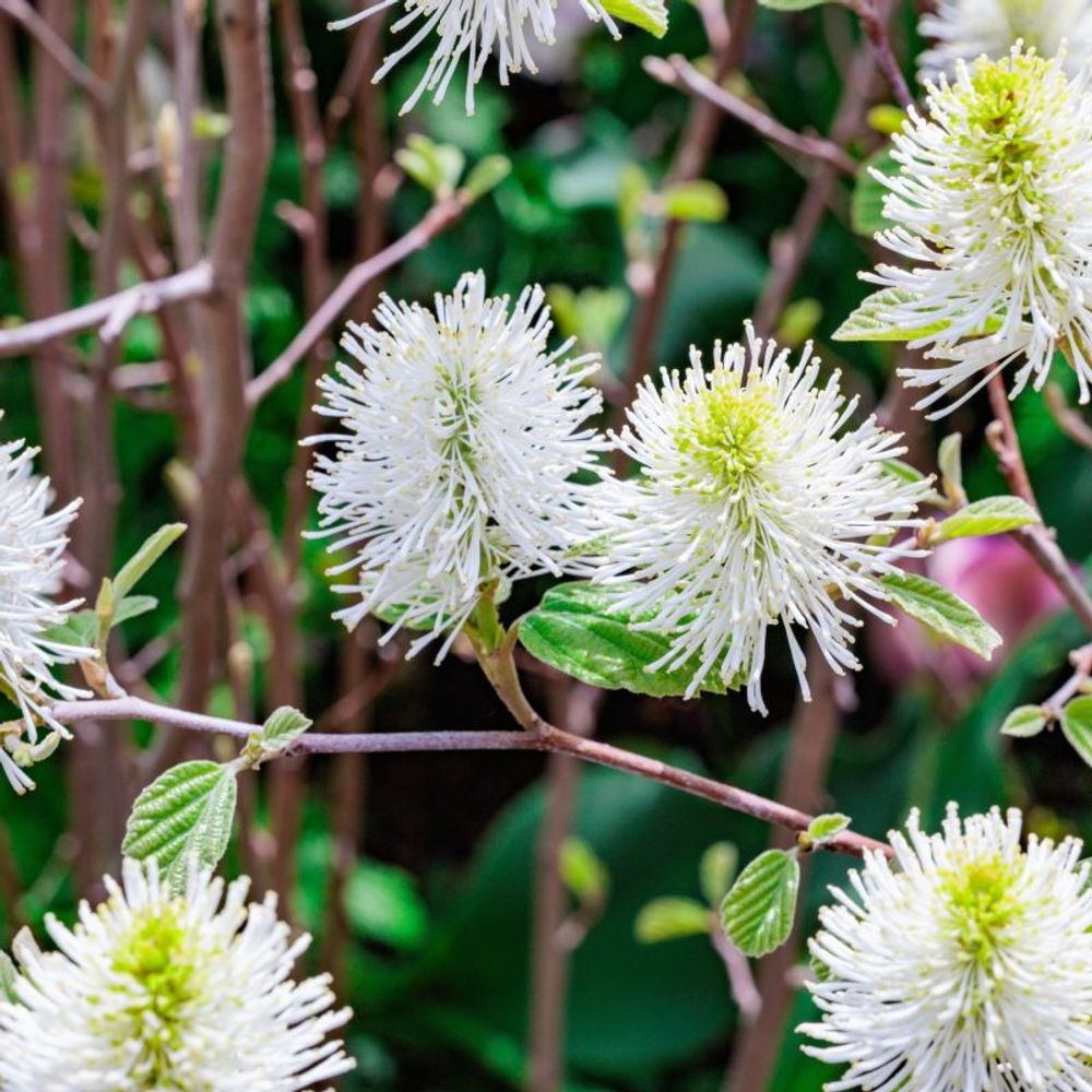 Fothergilla 'blue shadow' (fothergilla x intermedia 'blue shadow')