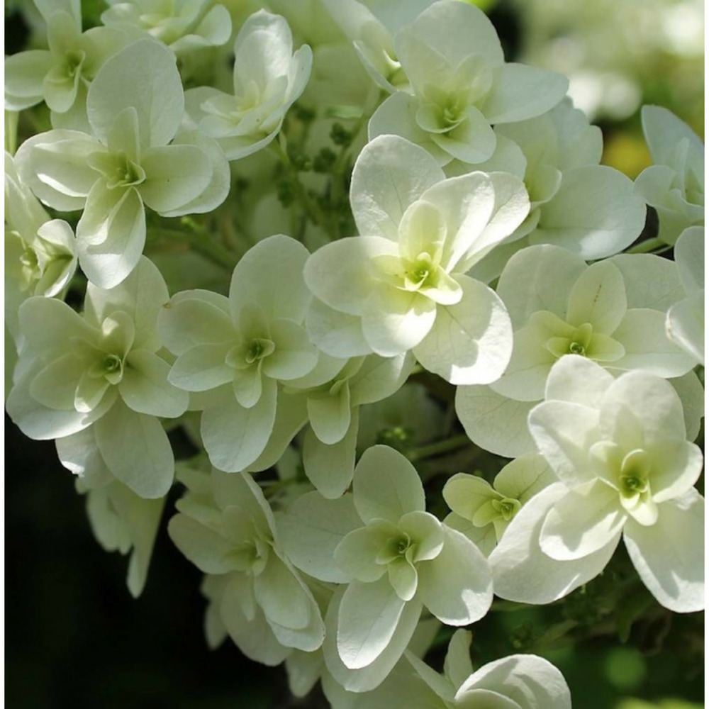 Hortensia wedding gown®, hydrangea macrophylla pot de 1,5l - 20/40 cm