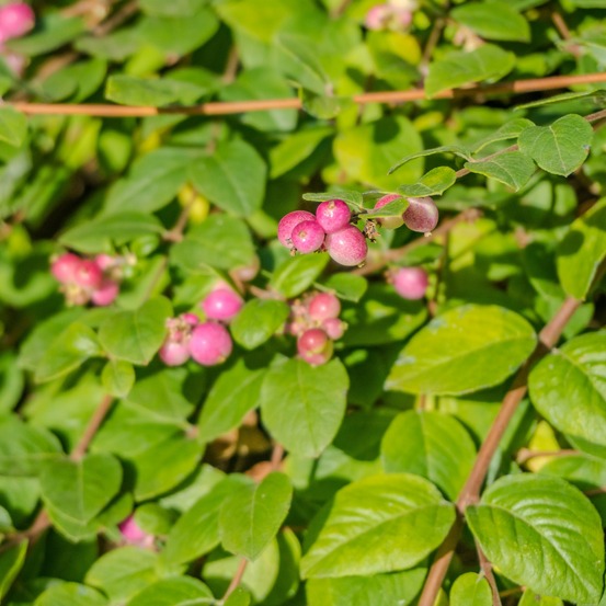 Symphorine mother of pearl - la pièce en racine nue / 2-3 branches, vendu par lot de 6