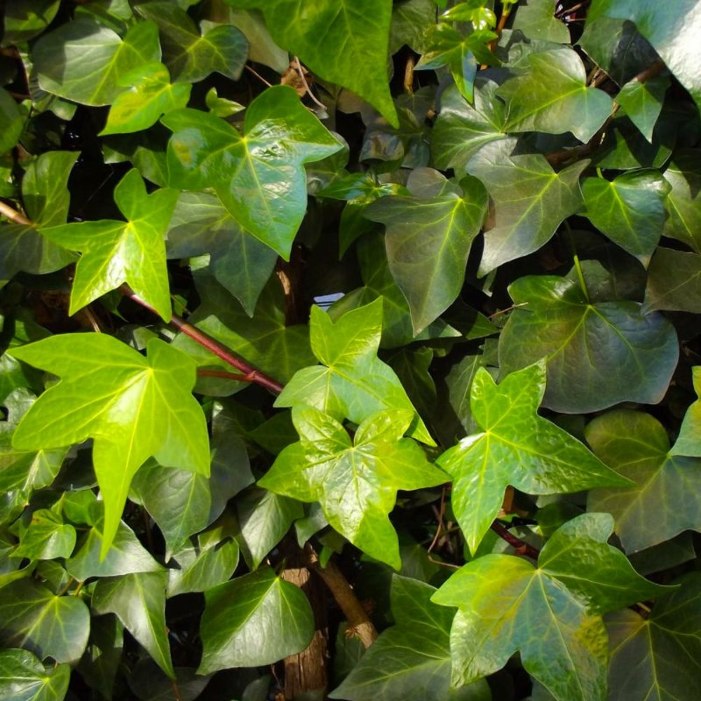 Lierre commun (Hedera Helix)