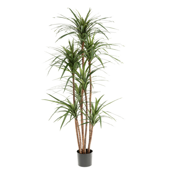 Dracaena marginata artificiel deluxe 160cm