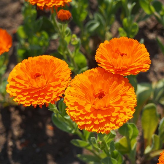 Souci des jardins 'ball's orange' le sachet de 300 graines environ (2,5g)