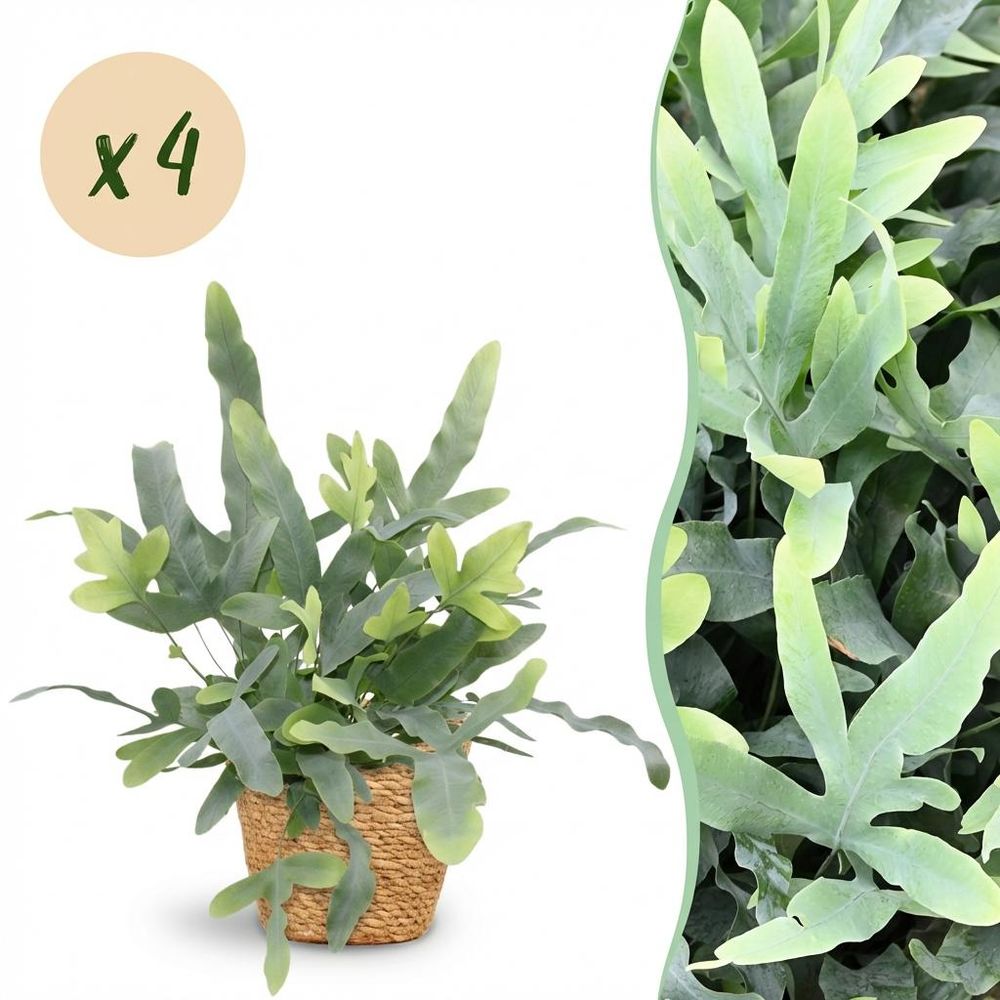 Phlebodium aureum blue star - pet-friendly - pot de 12cm - hauteur 25-30cm - plantes d'intérieur
