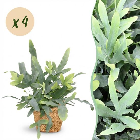 Phlebodium aureum blue star - pet-friendly - pot de 12cm - hauteur 25-30cm - plantes d'intérieur