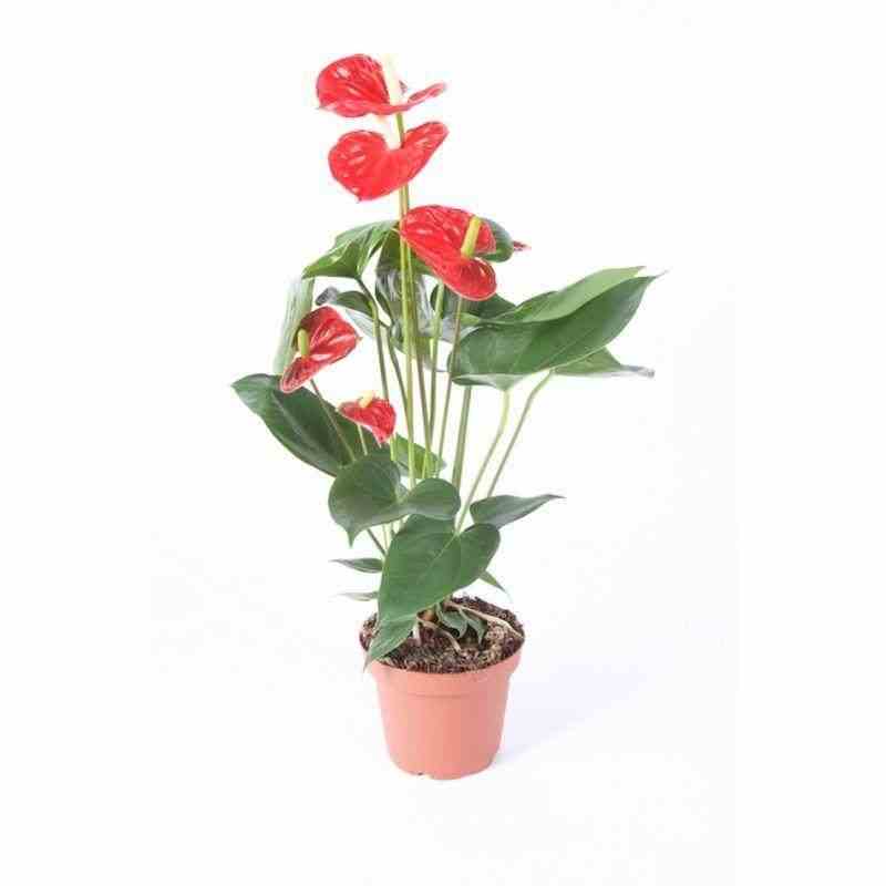 Anthurium andreanum rouge madural (anthure flamant rose, langue de feu) taille pot de 1 litre- 40/60cm