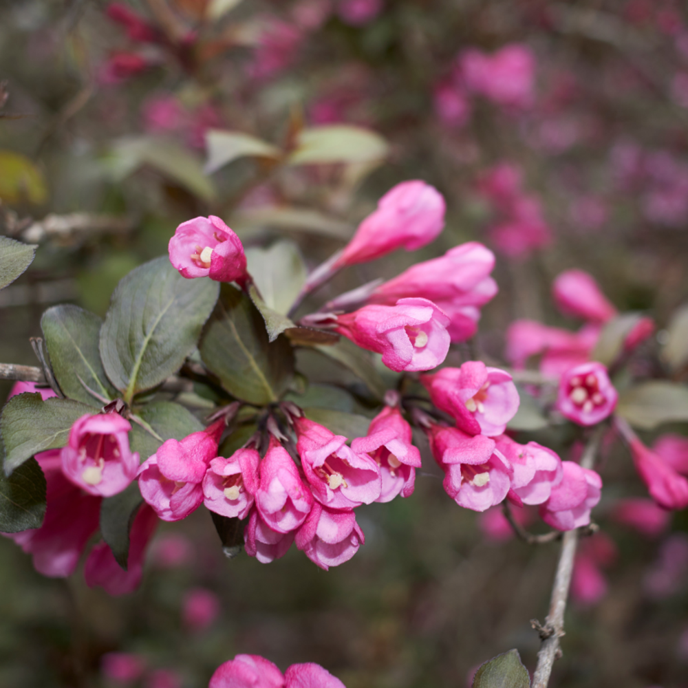 Weigela florida nana purpurea - weigela florida nana purpurea 40/50 cm pot 3l