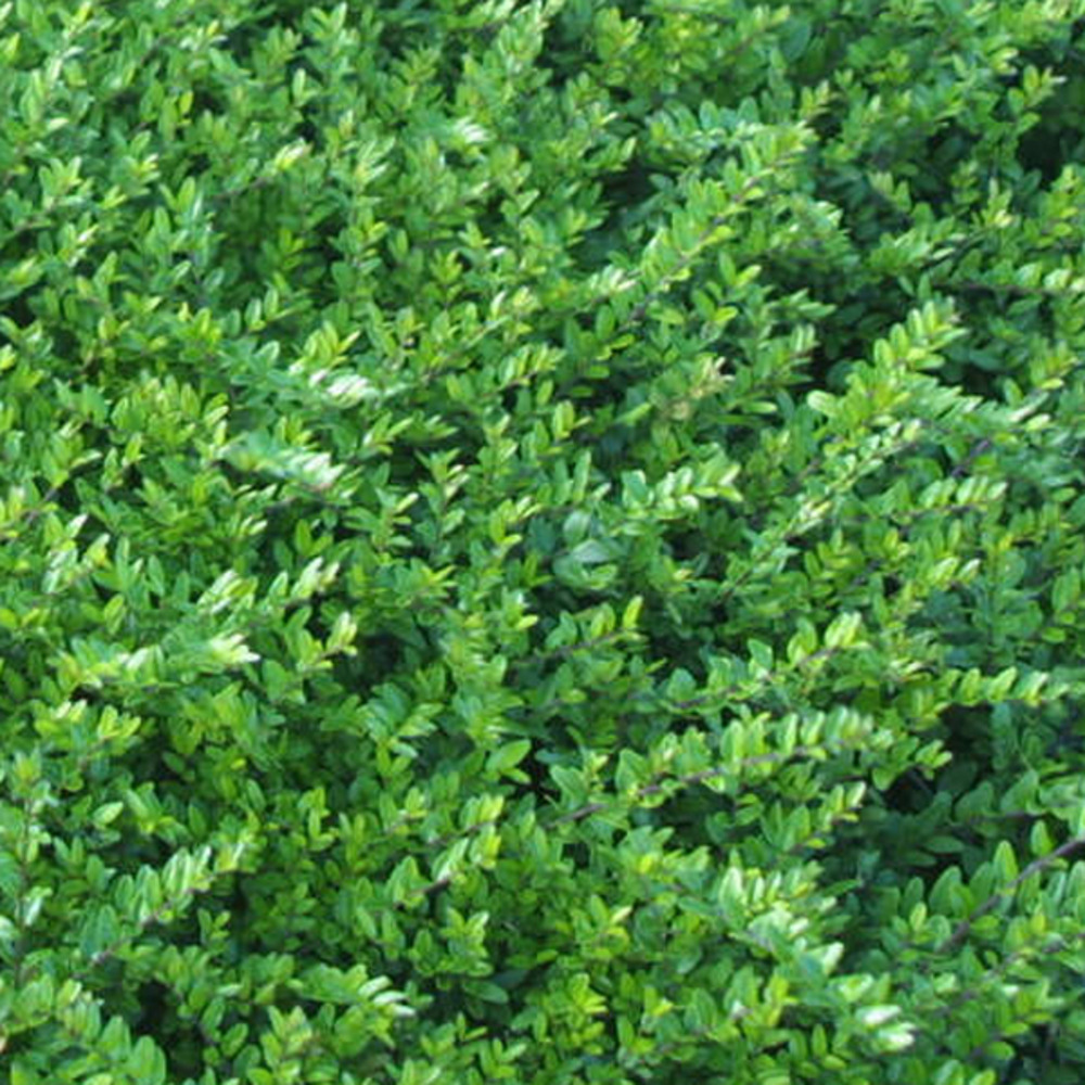 6 x chèvrefeuille à feuilles de buis - lonicera nitida 'hohenheimer findling'  - godet 9cm x 9cm