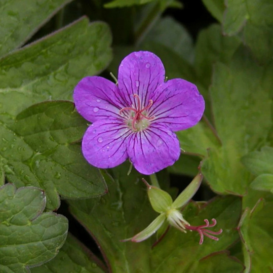 Géranium vivace de sibérie lot de 9 godets