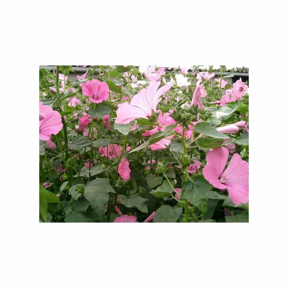 LavatÃšre Ã  grande fleur variÃ©