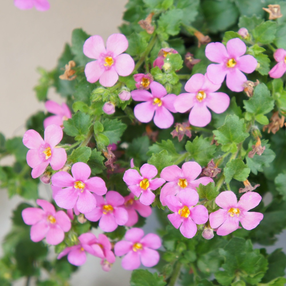 Bacopa rose - le pot / ø 10,5cm