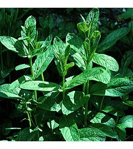 Menthe 'verte vraie' le sachet de 2000 graines environ (0,2g)