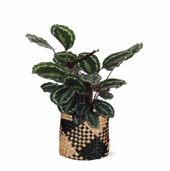 Calathea medallion et son pot panier naturel noir - hauteur 70cm