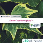 50 x lierre yellow ripple ®