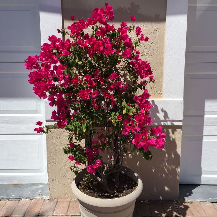 Plant In A Box - Bougainvillier 'Dania' Sur Espalier - Fleurs Orange - Plante Grimpante - Pot 17cm - Hauteur 50-60cm