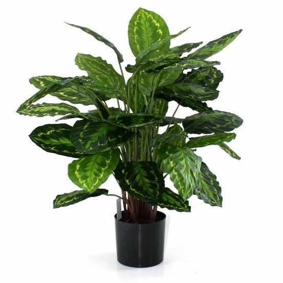 Calathea rosea picta plante artificielle 80cm
