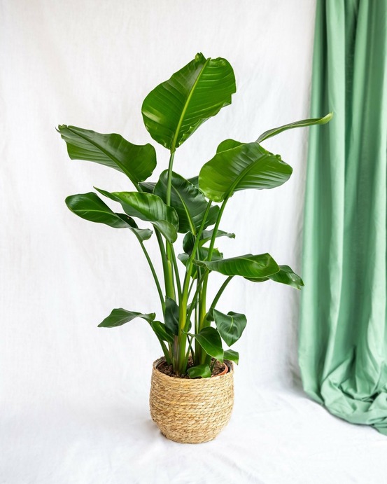 Strelitzia nicolai 90cm - plante d'intérieur