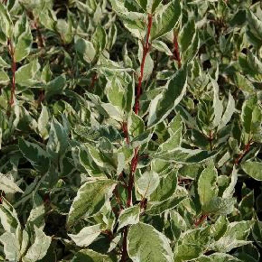 Cornouiller blanc argenteomarginata, cornus pot de 4l - 40/60 cm