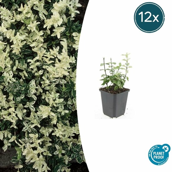 Fusain de fortune 'harlequin' x12 – entre 0,75 et 1m2