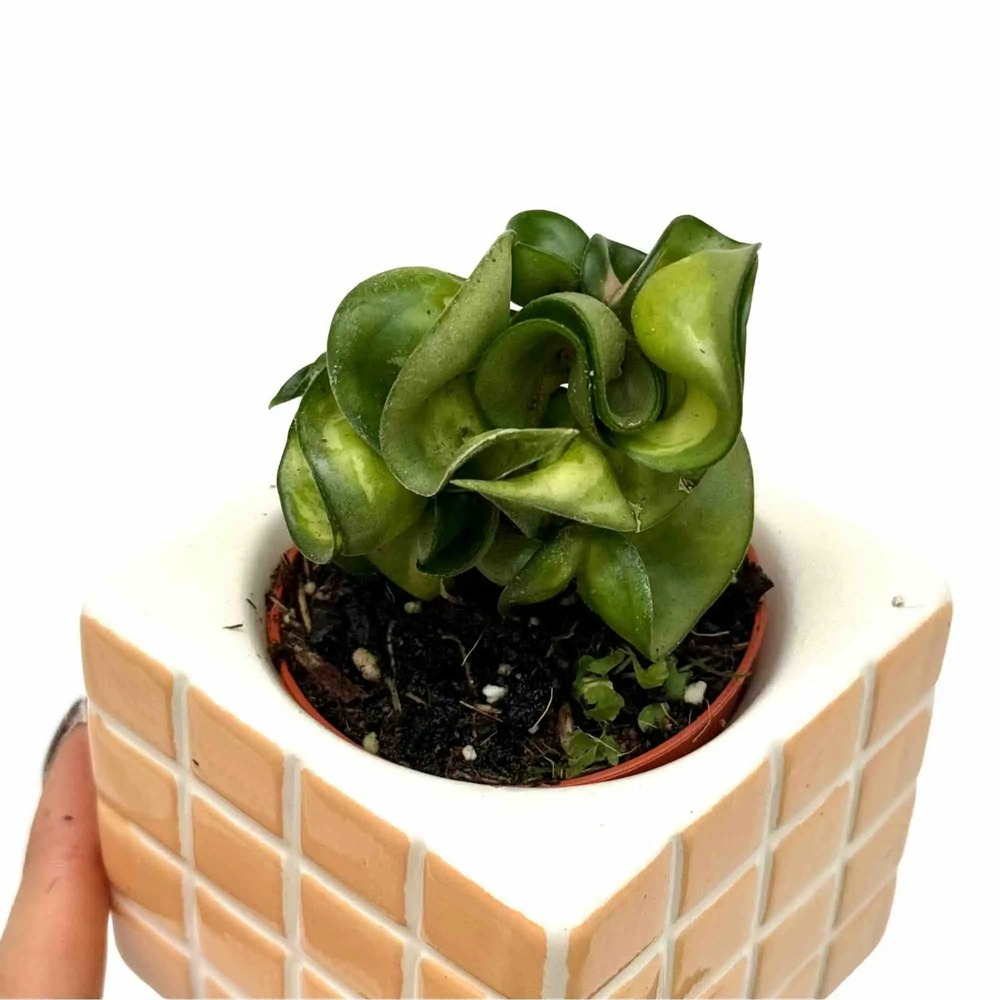 Hoya compacta mauna loa - pot de 6cm
