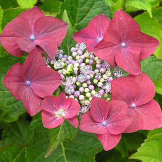 2 x hortensia 'rotkehlchen' - hydrangea macrophylla 'rotkehlchen' - 20-25 cm pot