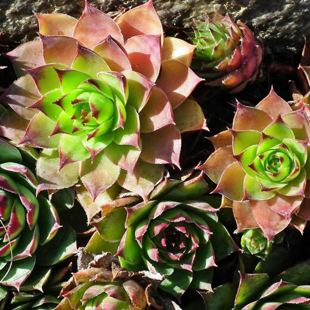 Orpin silberkarneol, sedum lot de 9 godets