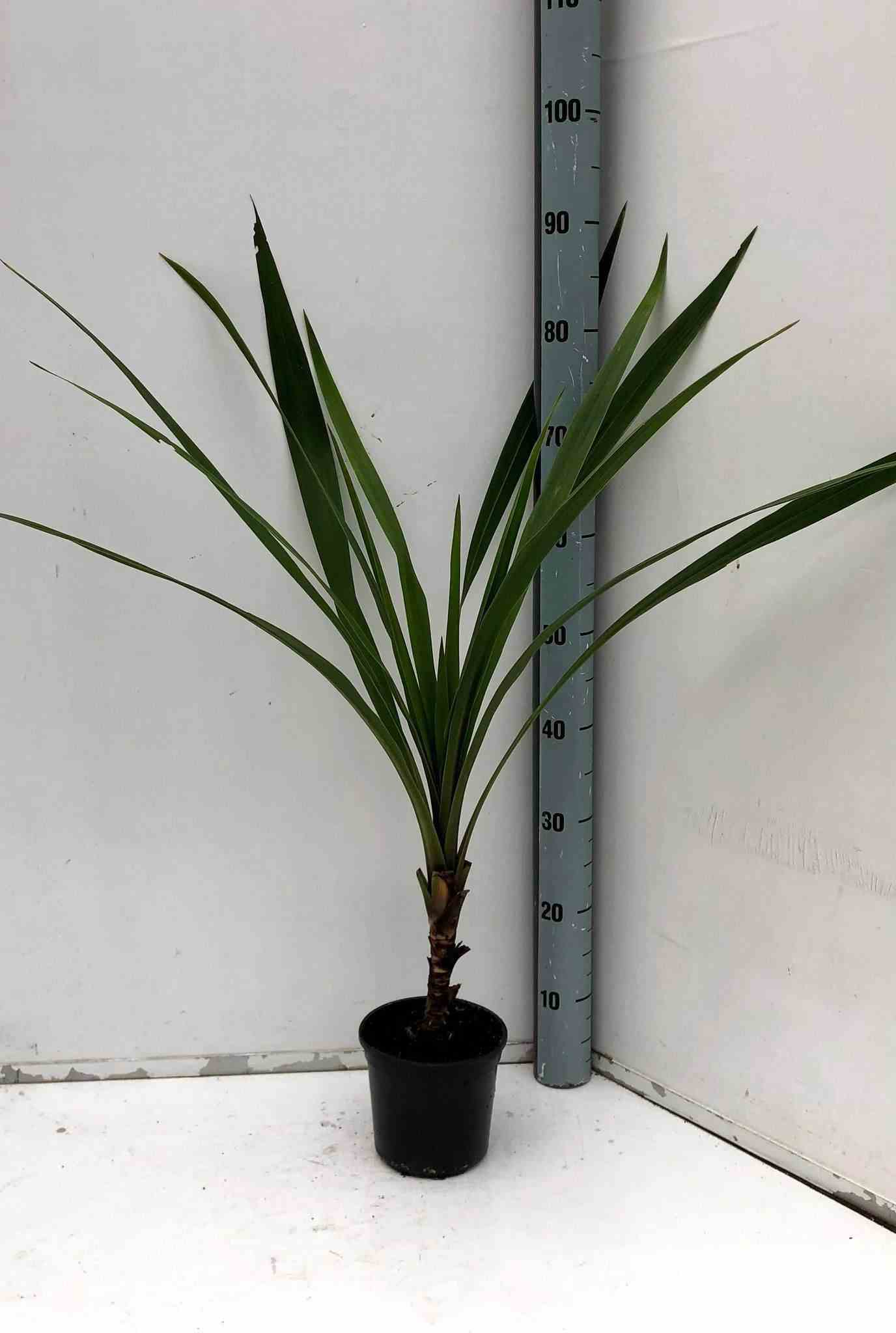 Cordyline australis   blanc - taille pot de 3 litres ? 60/80 cm