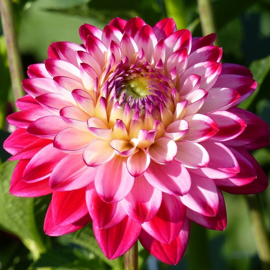 Dahlia décoratif 'senior's dream.' bulbe calibre i